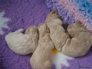 Maltipoo dogs Beautiful Maltipoo Pups - Advert 6