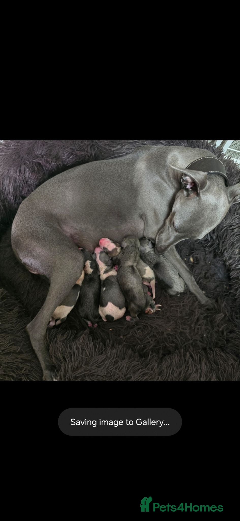 Whippet dogs Beautiful kc puppies not ready for 8 weeks  - Advert 2