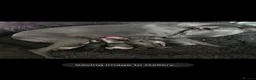 Whippet dogs for sale: Beautiful kc puppies not ready for 8 weeks  - Advert 2