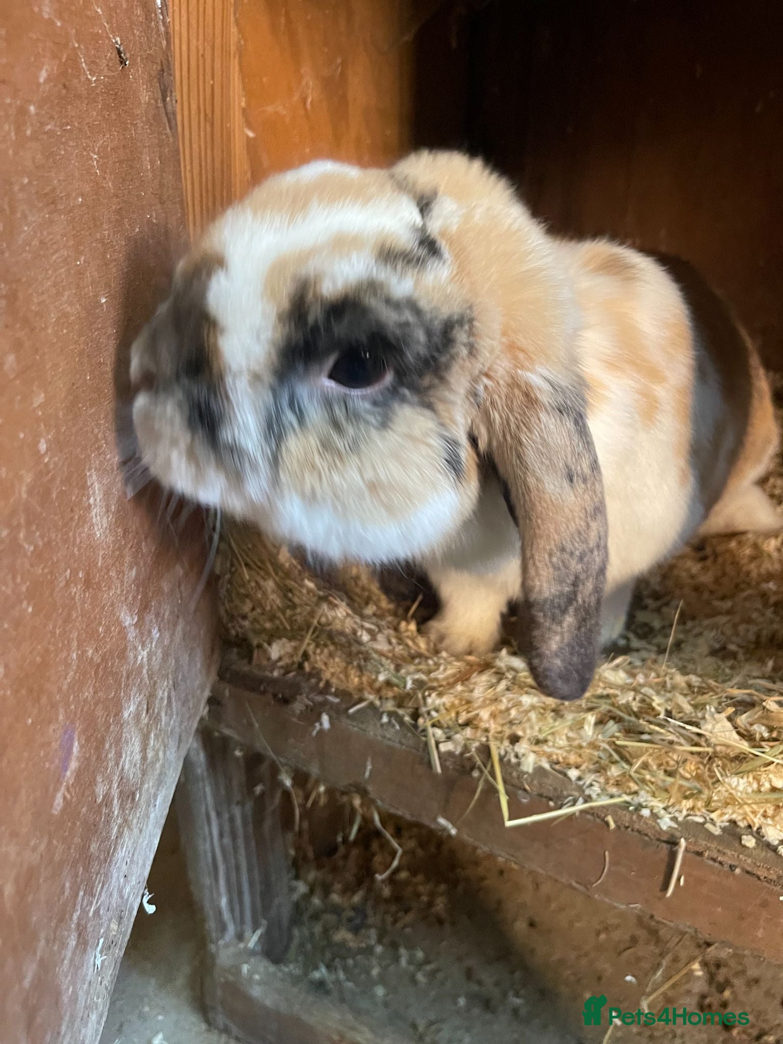 English Lop rabbits Lop Bunnies, Lion Mane as well as Double lion Mane - Advert 1