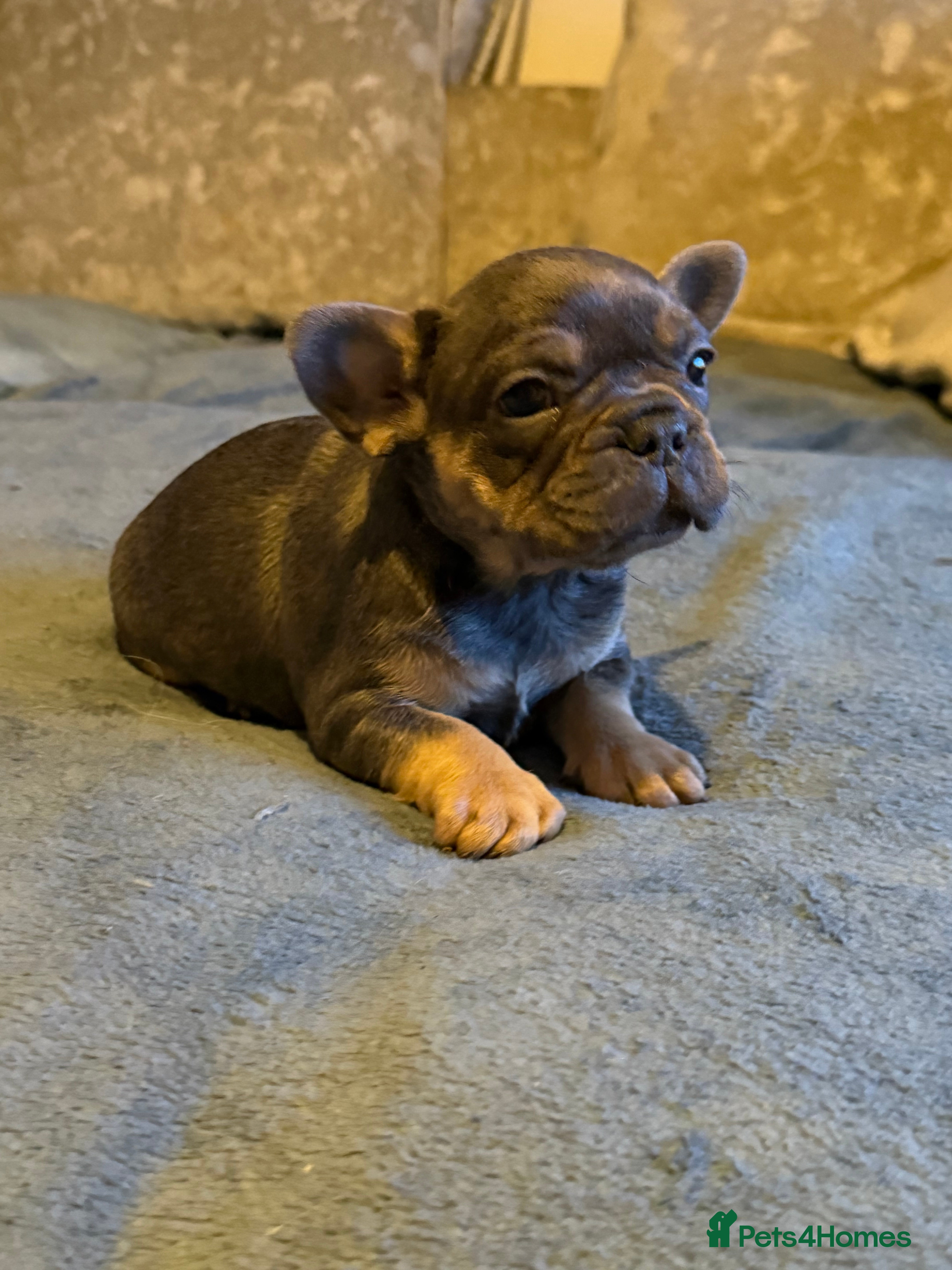 French Bulldog dogs Beautiful French bulldog  - Advert 2