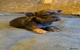 French Bulldog dogs for sale: Beautiful French bulldog  - Advert 1