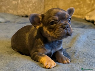 French Bulldog dogs Beautiful French bulldog - Advert 1