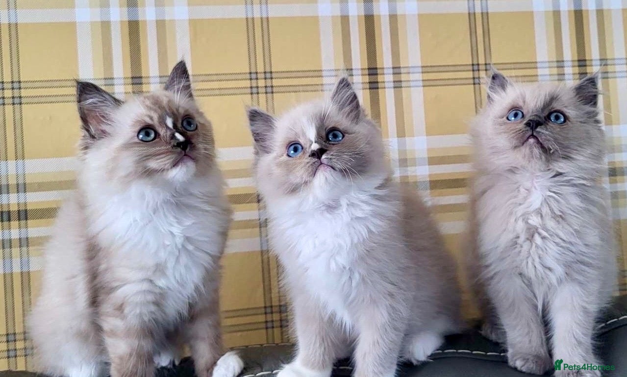 Ragdoll cats Tortie,Seal and Blue full pedigree  - Advert 2