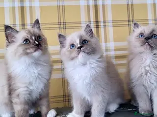 Ragdoll cats Tortie,Seal and Blue full pedigree - Advert 2