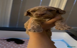 Cockapoo dogs for sale: Adorable cockapoo puppies for sale  - Image 26