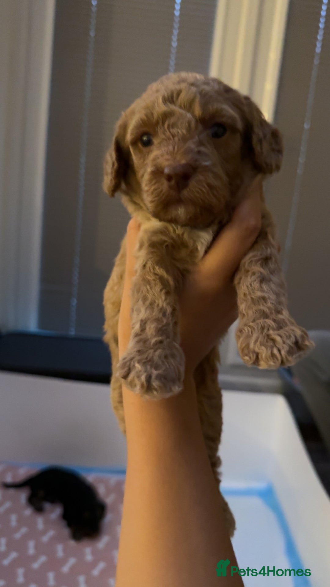 Cockapoo dogs for sale: Adorable cockapoo puppies for sale  - Image 26
