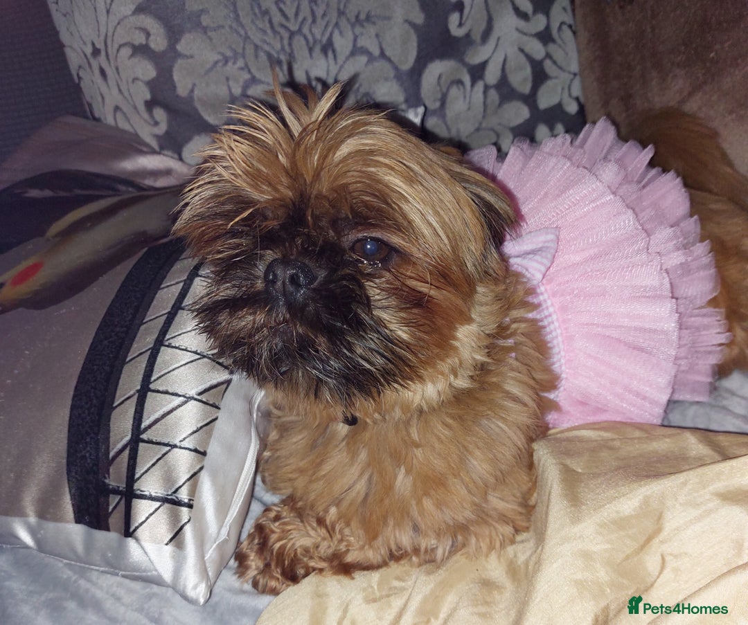 Shih Tzu dogs for sale: Sweet natured miniature female Shitzu  - Advert 10