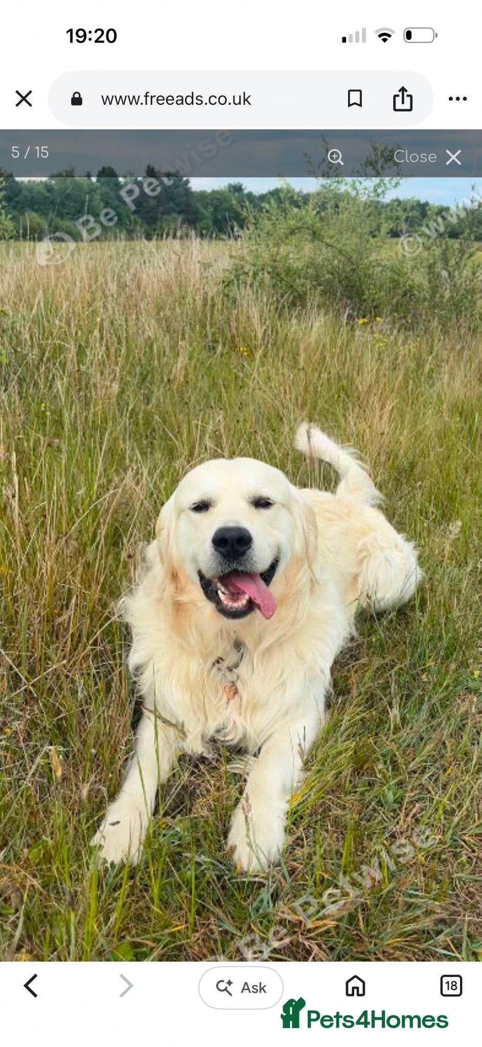 Golden Retriever dogs Beautiful boy pup  - Advert 9