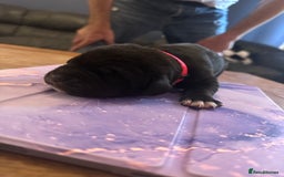 Mixed Breed dogs for sale: Labrador cross Dalmatian puppies - Advert 8