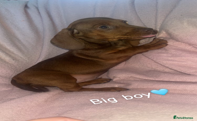 Dachshund dogs - Advert 1