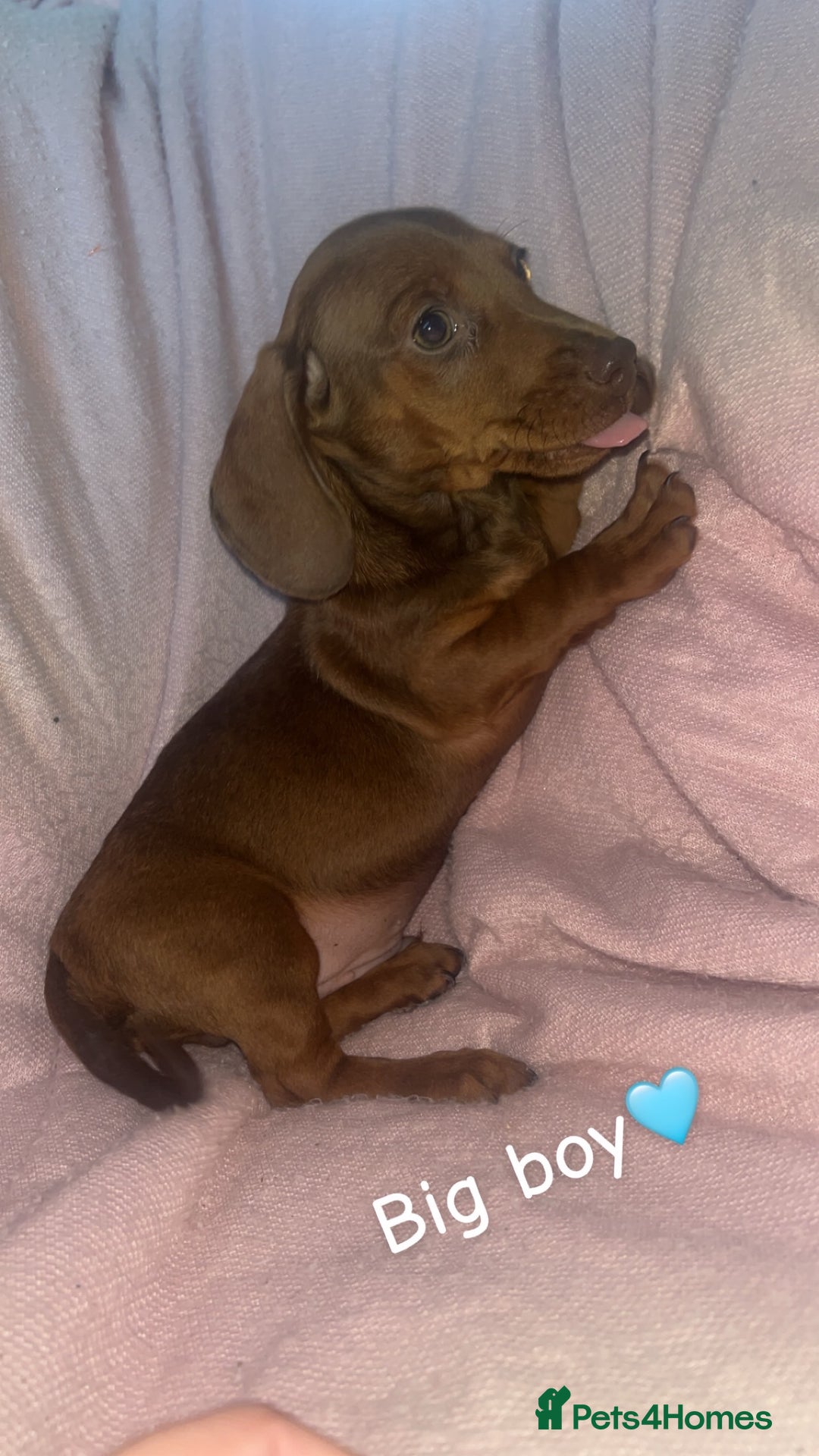 Dachshund dogs for sale: Miniature dachshund puppies - Image 1