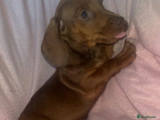 Dachshund dogs - Advert 2