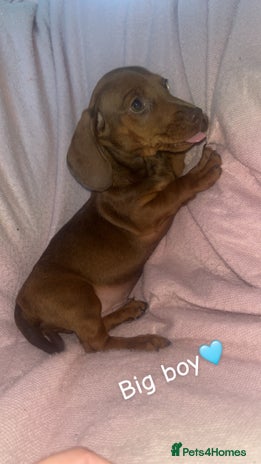 Dachshund dogs - Advert 1