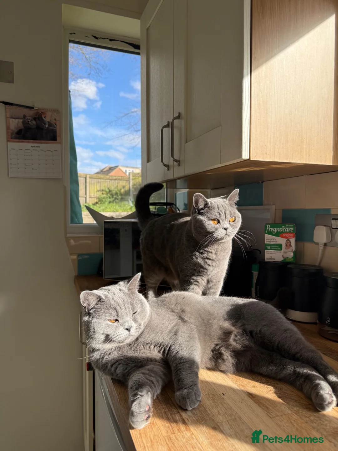 British Shorthair cats for sale: British blue shorthair sisters - Advert 2