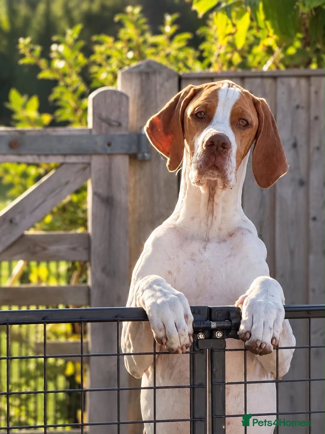 Pointer dogs for sale: Older pointer puppy  - Advert 1