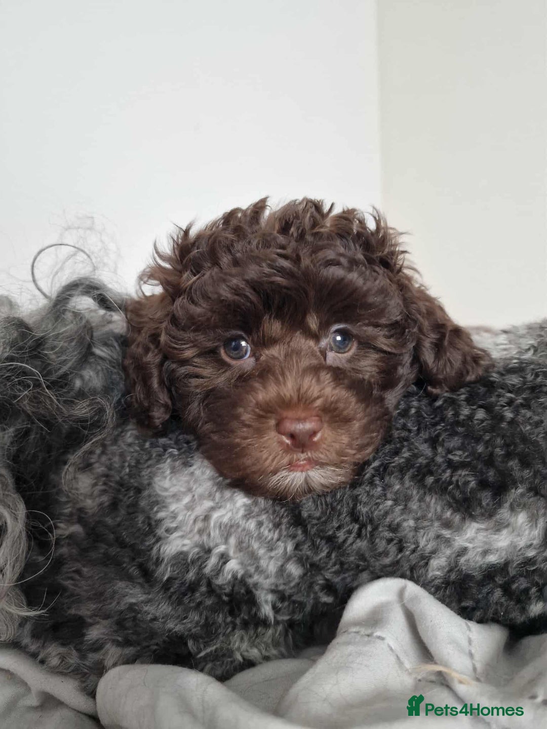 Toy Poodle dogs for sale: Mikipoos  - Image 2