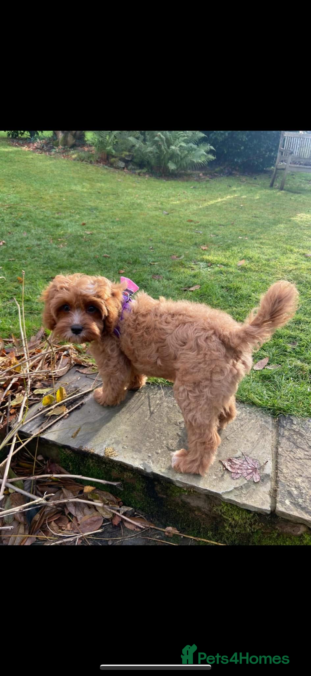 Cavapoo dogs for sale: Beautiful Health Tested F1 Cavapoos 🐶 - Image 28