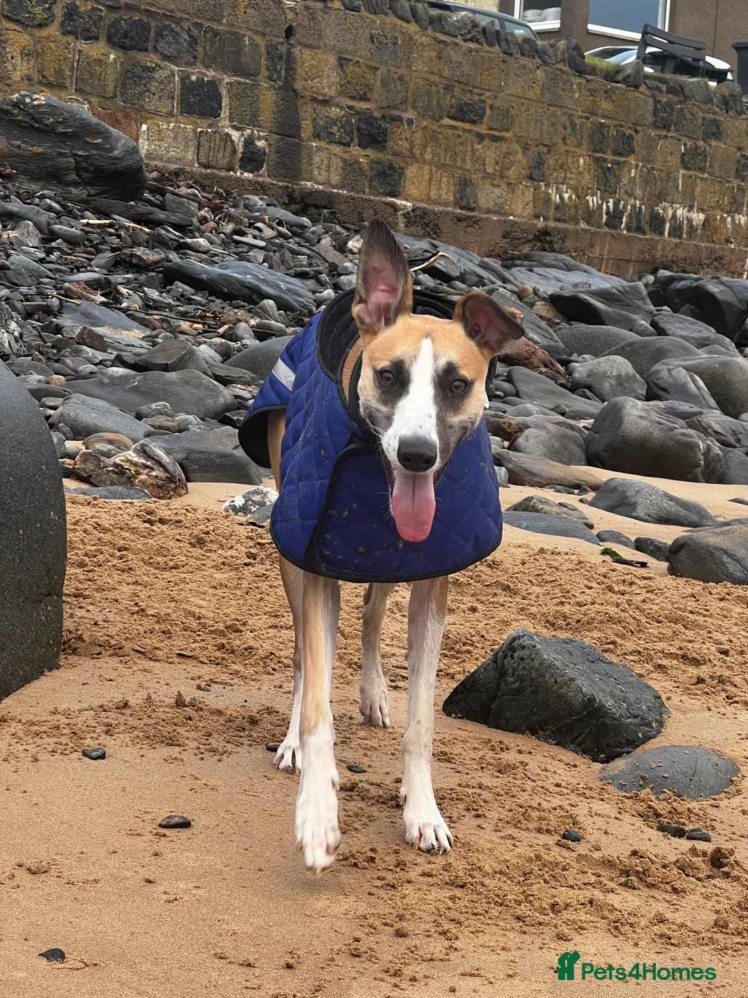 Lurcher dogs for stud: Lurcher for stud - Advert 3