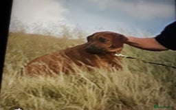 Rhodesian Ridgeback dogs for sale: Beautiful Kc Registered  - Image 6