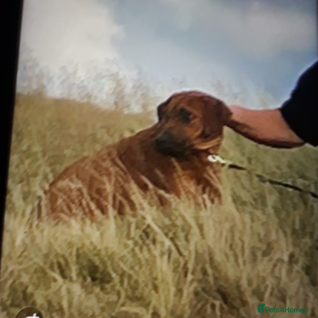Rhodesian Ridgeback dogs for sale: Beautiful Kc Registered  - Image 6