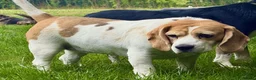 Beagle dogs for sale: Beagle Female - Advert 3