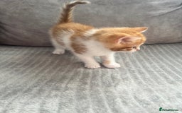 Mixed Breed cats for sale: 3 beautiful little boys  - Image 4