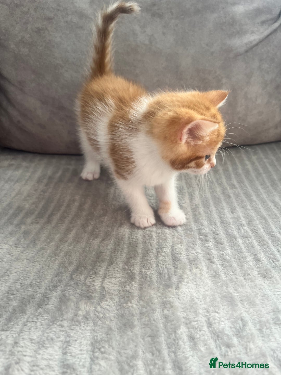 Mixed Breed cats for sale: 3 beautiful little boys  - Image 4