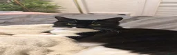 British Longhair cats for sale: Rehoming Toot - Advert 1