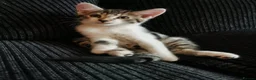 Mixed Breed cats for sale: 4 Boys Available  - Advert 7