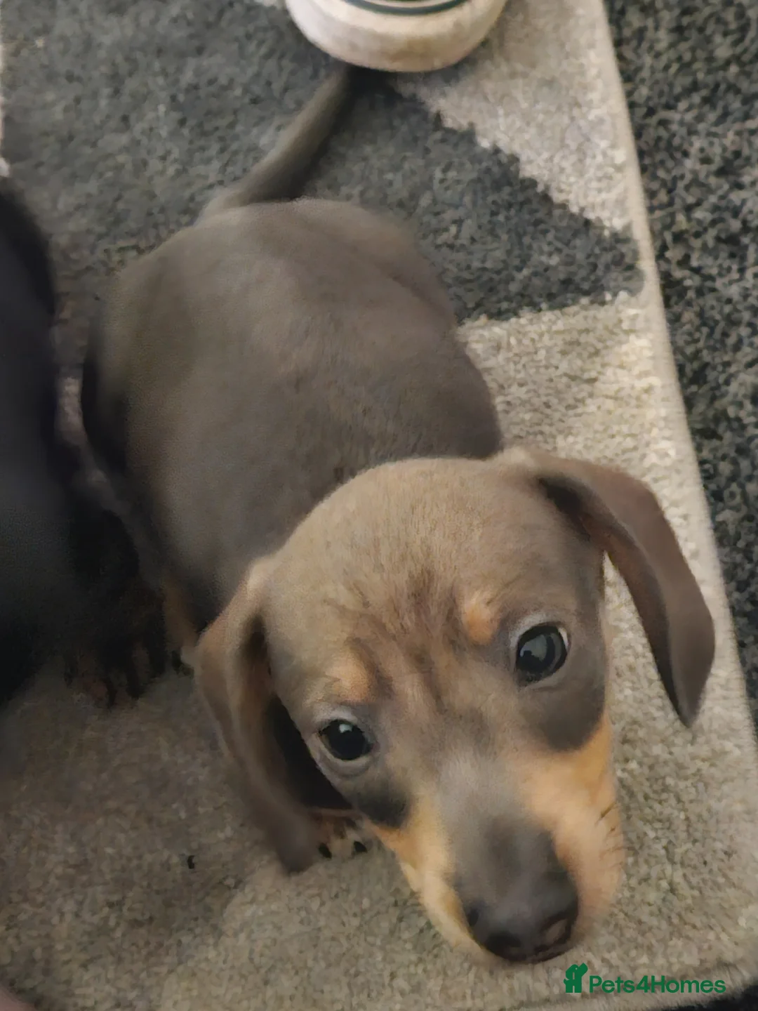 Miniature Dachshund dogs for sale: BLUE/TAN Miniature Dachshund boy for sale - Advert 6