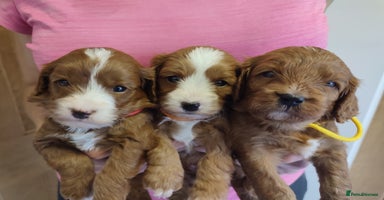 Cavapoo dogs - Advert 1