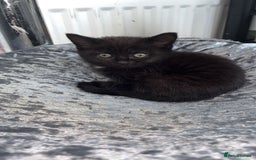 American Shorthair cats for sale: 3 Tabby kittens and 1 bombay kitten - Image 17