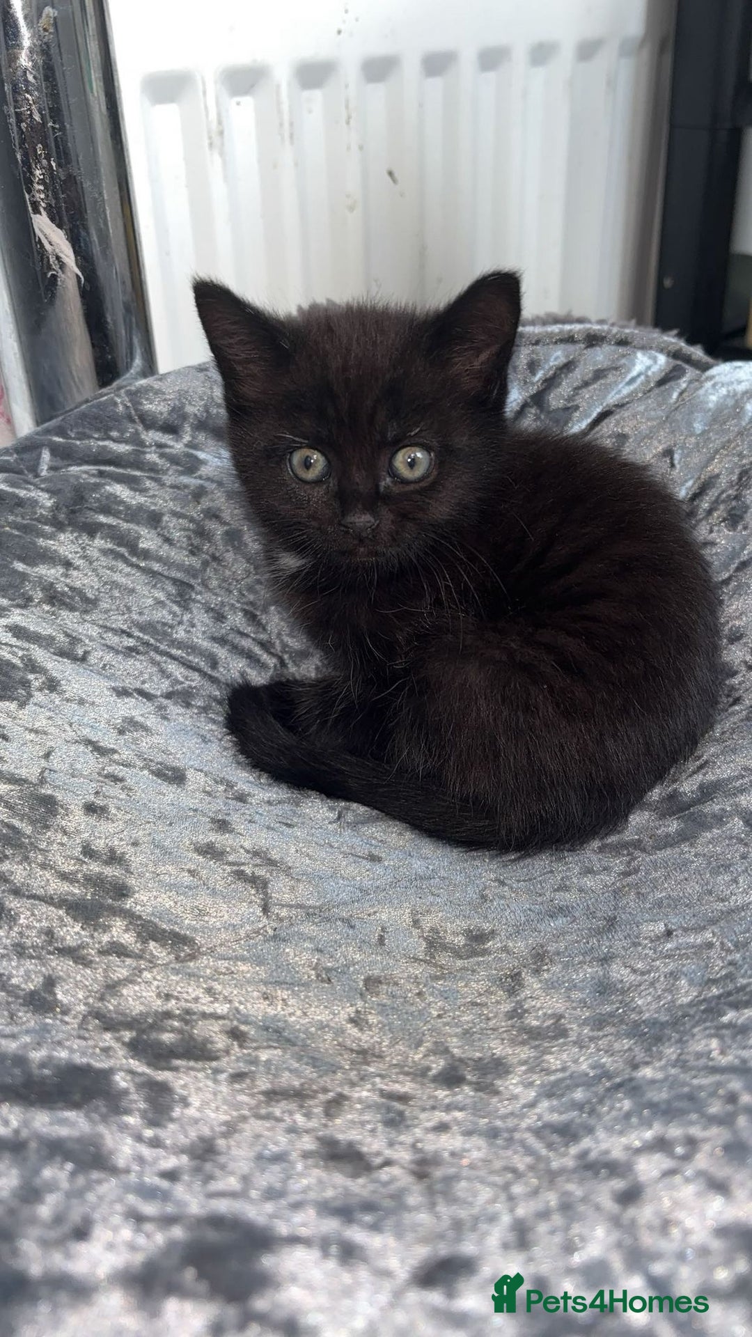 American Shorthair cats for sale: 3 Tabby kittens and 1 bombay kitten - Image 17