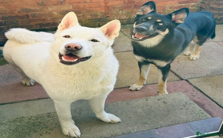 Huskita dogs - Advert 2
