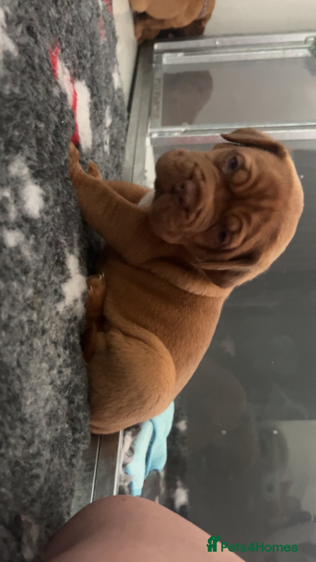 Dogue De Bordeaux dogs for sale: Chunky kc registered dogue de Bordeaux puppies - Advert 5