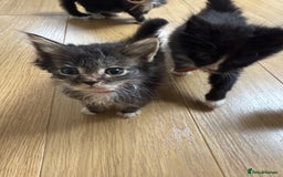 Mixed Breed cats for sale: Mixes breed kittens for sale  - Image 11