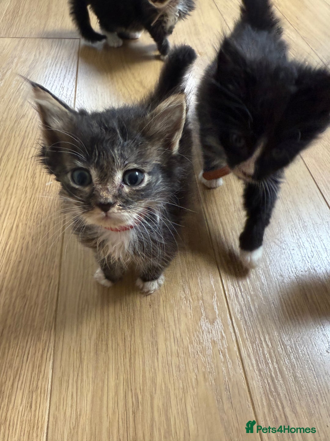 Mixed Breed cats for sale: Mixes breed kittens for sale  - Image 11