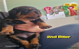 Rottweiler dogs for sale: (KC) REX & DELLAS FINAL LITTER OF QUALITY PUPS - Image 37