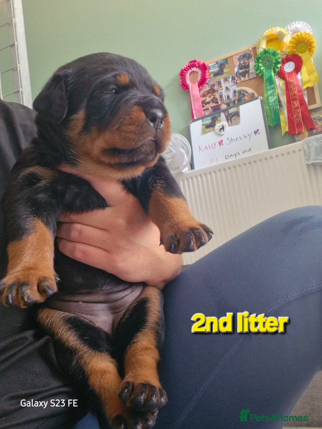 Rottweiler dogs for sale: (KC) REX & DELLAS FINAL LITTER OF QUALITY PUPS - Image 37