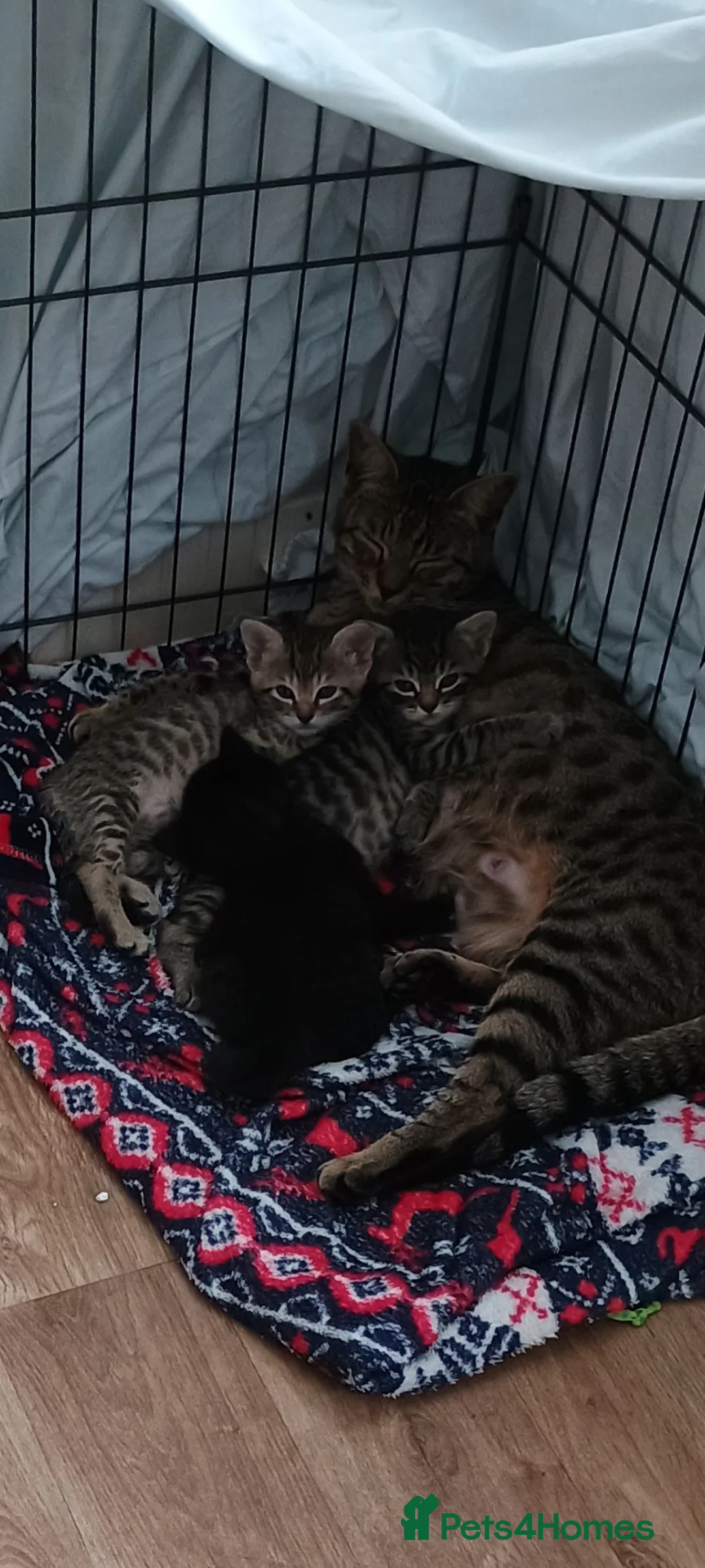 Mixed Breed cats for sale: Cuddly Tabby Kitten ready to GO - Advert 12