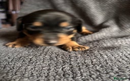 Mixed Breed dogs for sale: 5 gorgeous silver dapple dachshund cross puppies  - Image 7