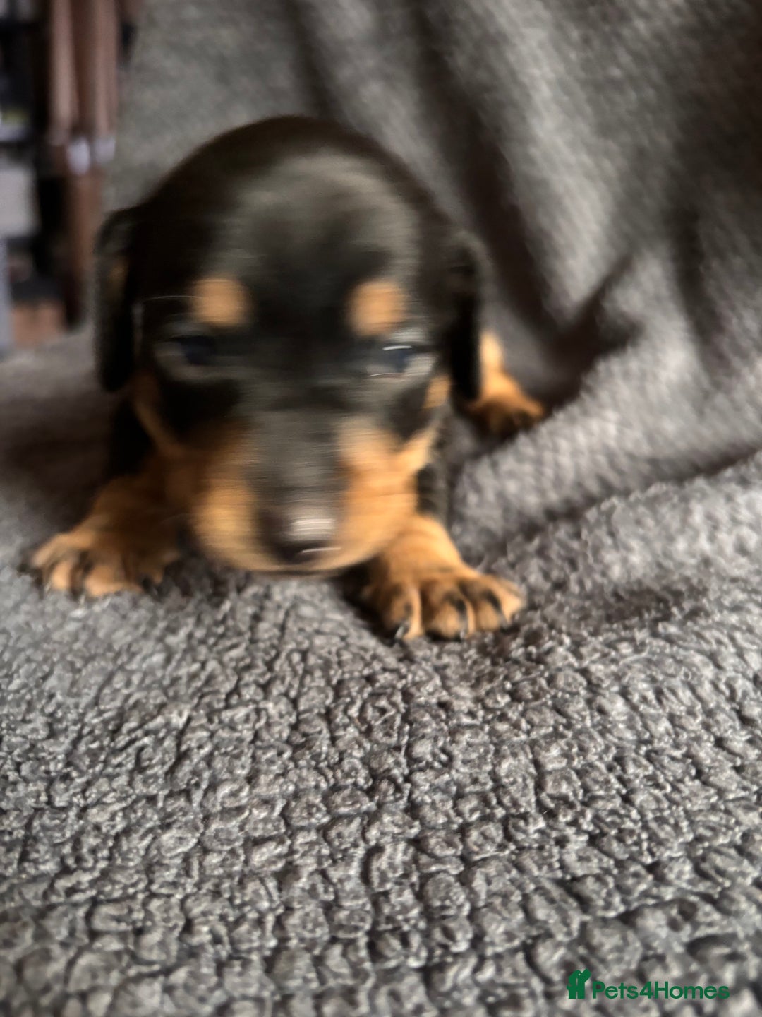 Mixed Breed dogs for sale: 5 gorgeous silver dapple dachshund cross puppies  - Image 7