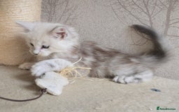 Maine Coon cats for sale: RARE Maine Coon Kittens Black Shaded  - Image 24