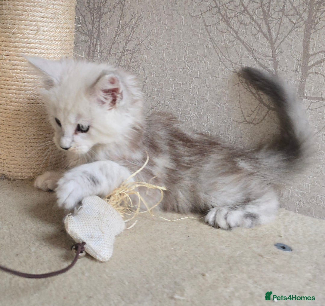 Maine Coon cats for sale: RARE Maine Coon Kittens Black Shaded  - Image 24