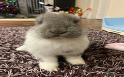 French Lop rabbits for sale: Giant French lop - Image 17