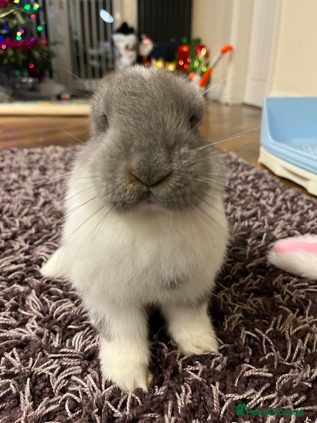 French Lop rabbits for sale: Giant French lop - Image 17