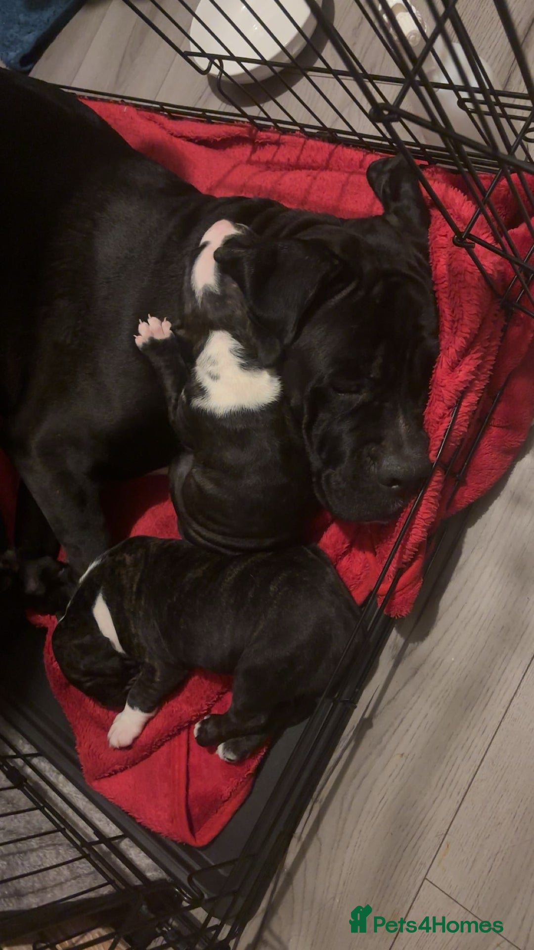Cane Corso dogs for sale: Cane corso puppies - Image 9