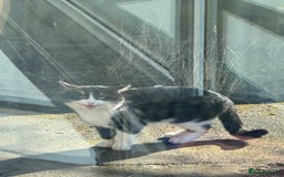 British Shorthair cats for sale: British shorthaired cross Persian  - Image 12