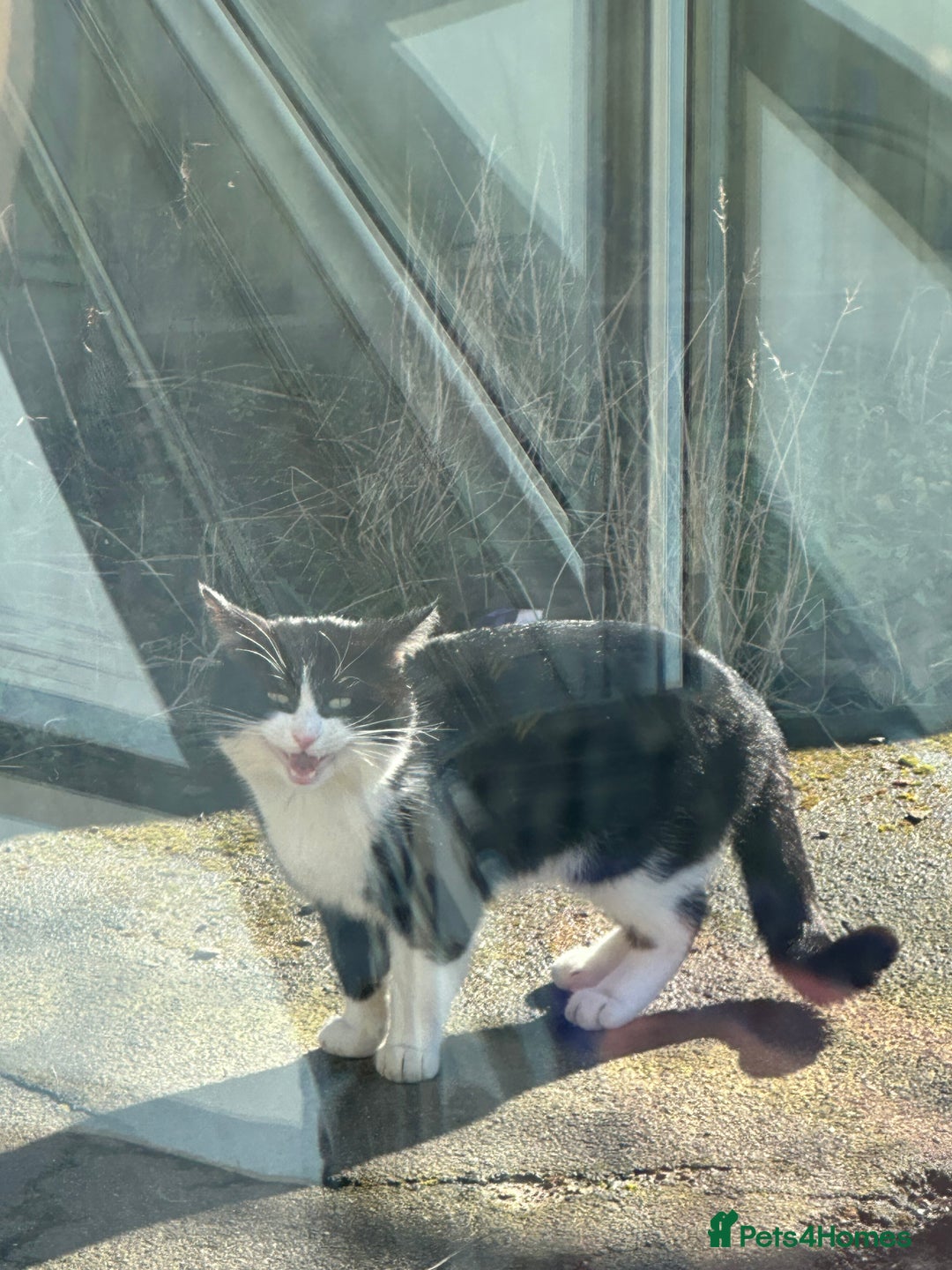 British Shorthair cats for sale: British shorthaired cross Persian  - Image 12